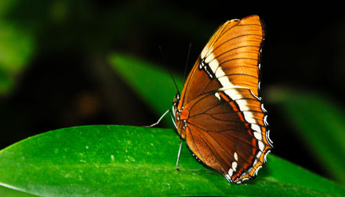 Close-up of butterfly on leaf