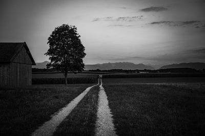 Road amidst trees on field against sky