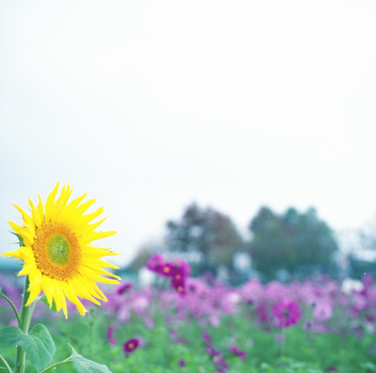 flower, yellow, fragility, freshness, petal, flower head, growth, beauty in nature, blooming, plant, nature, clear sky, sunflower, in bloom, copy space, close-up, focus on foreground, outdoors, field, pollen