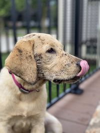 Close-up of dog