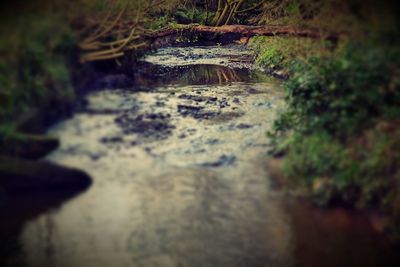 Rocks in forest