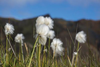 Close-up of white flowers in field