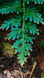 High angle view of pine tree on field