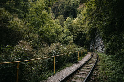 Railroad tracks amidst trees