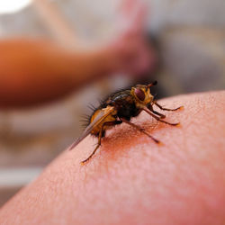 Close-up of housefly