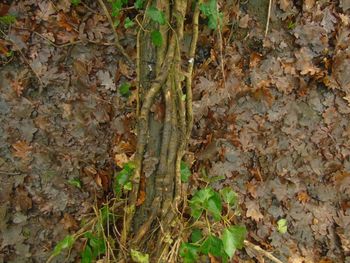 Close-up of tree in field