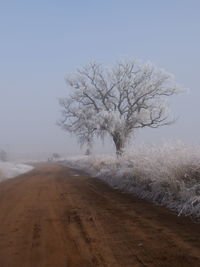 Tree on snow covered land against sky