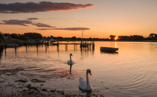 Swan in lake against sky during sunset