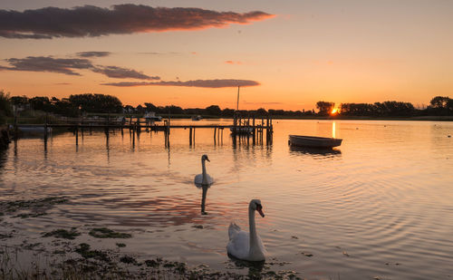 Swan in lake against sky during sunset