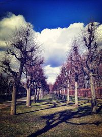 Bare trees on landscape against cloudy sky