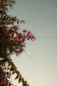 Low angle view of pink flowering plant against clear sky