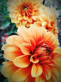 Close-up of orange dahlia