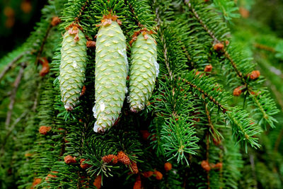 Close-up of pine cone on tree