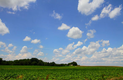 Scenic view of agricultural field against sky