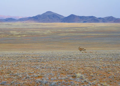 View of birds on land