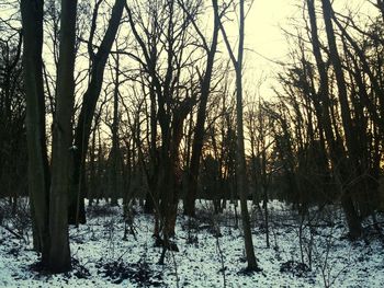 Trees in forest against sky