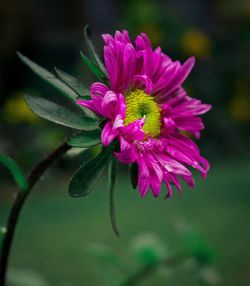 Close-up of pink flower blooming outdoors