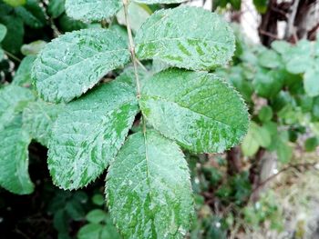 Close-up of raindrops on leaves