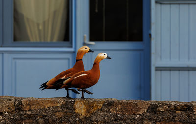 Two beautiful ducks on blue backround