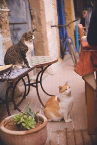 Stray cats in the old town of essaouira world heritage site, morocco