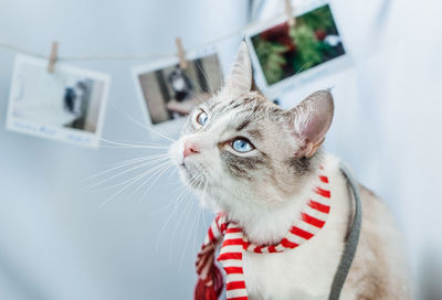 An elegant cat looks thoughtfully with blue eyes. portrait of a siamese point lynx on a background