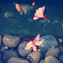 Close-up of pink flower in pond