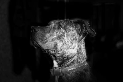 Close-up of a dog looking away