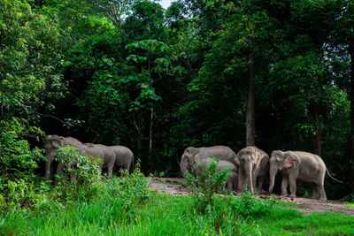 Elephant in a forest