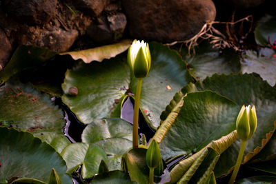 Close-up of green leaves on plant