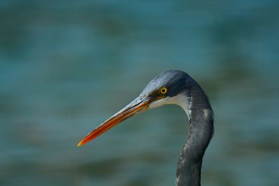 Close-up of gray heron