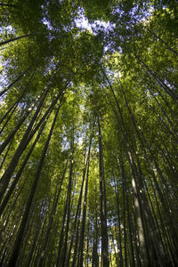 Low angle view of bamboo trees in forest