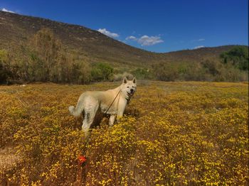 View of akita dog in flowers on the ground