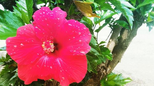 Close-up of wet pink flower blooming outdoors