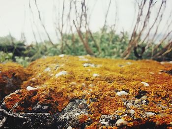 Close-up of lichen on rock in forest