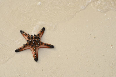 High angle view of starfish at beach