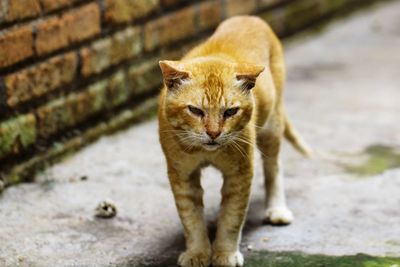 Portrait of cat