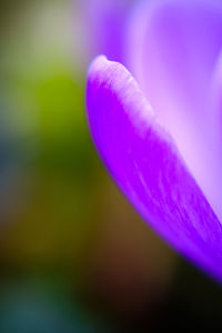 Close-up of pink rose flower