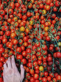 Red cherry tomatoes for sale in market