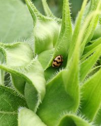 Macro shot of beetle on sunflower leaf