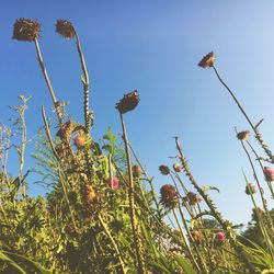 Low angle view of plants against blue sky