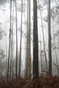 Trees in forest