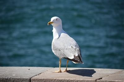Seagull perching on railing