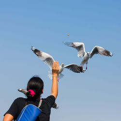 Low angle view of seagull flying against clear blue sky