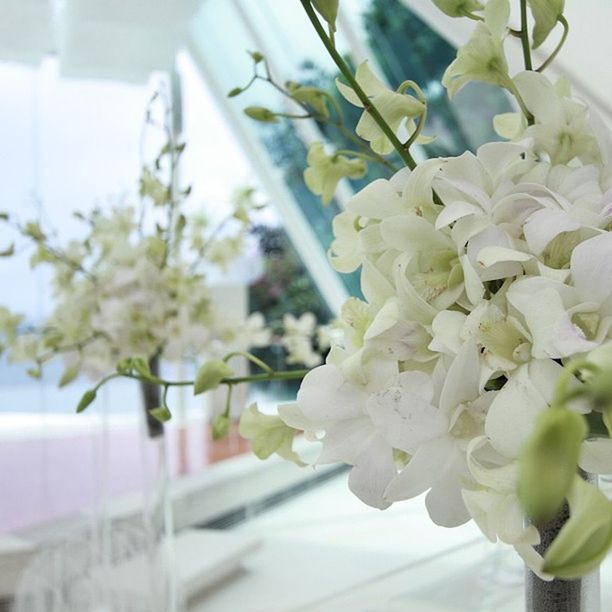 flower, white color, freshness, fragility, petal, growth, focus on foreground, close-up, beauty in nature, flower head, nature, blooming, blossom, white, plant, selective focus, in bloom, day, branch, cherry blossom