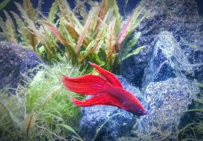 Close-up of fish swimming in aquarium