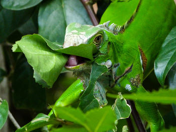Close-up of green lizard on plant