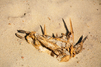 High angle view of crab on sand