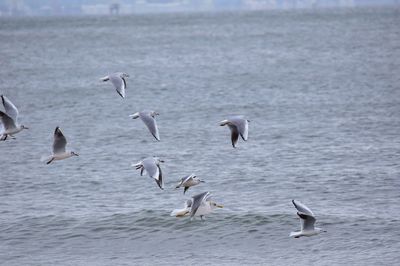 Birds flying over sea