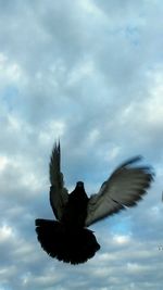 Bird flying over calm sea