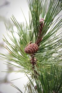 Close-up of pine cone on tree against sky